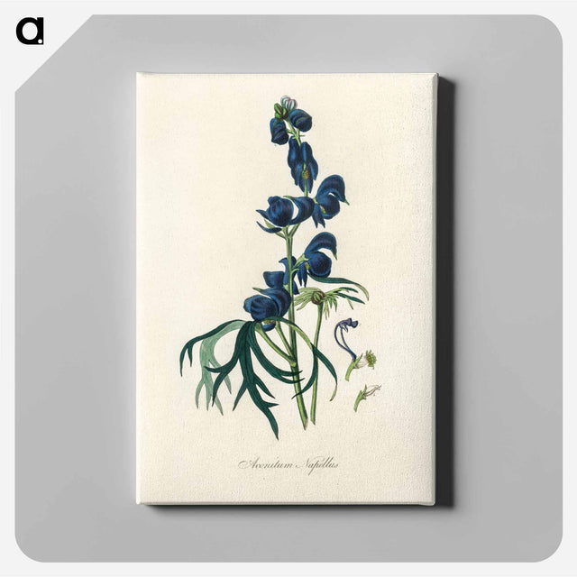 アートパネル-Monk's-Hood Illustration
 - 薬用植物学 Canvas.