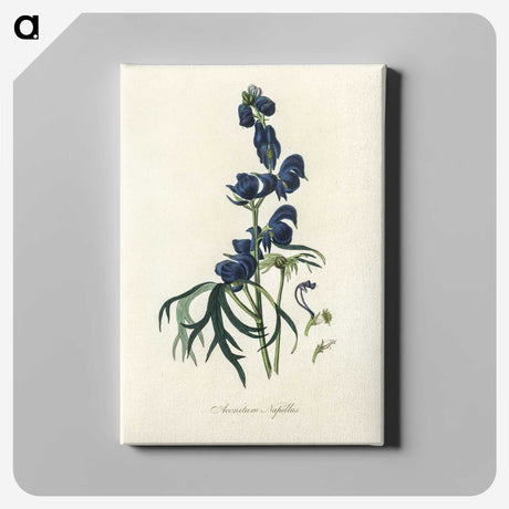 1-28_Medical-Botany_canvas