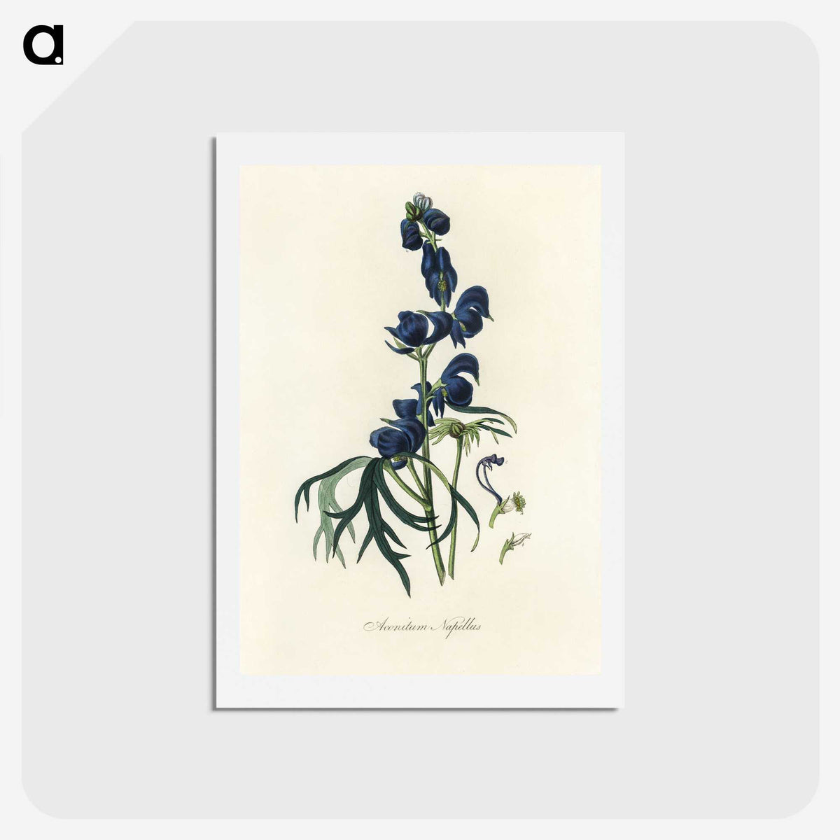 1-28_Medical-Botany_hagaki