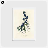 1-28_Medical-Botany_hagaki