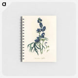 アートメモ帳-Monk's-Hood Illustration
 - 薬用植物学 Memo.