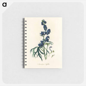 アートメモ帳-Monk's-Hood Illustration
 - 薬用植物学 Memo.