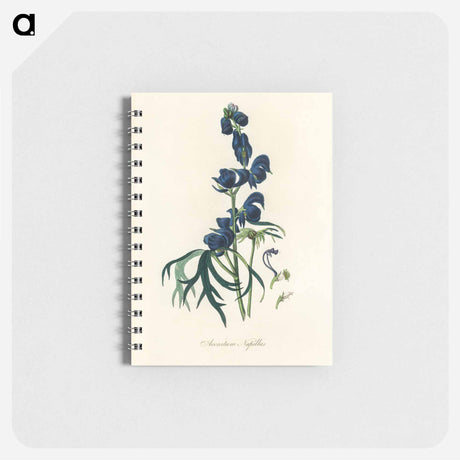 アートメモ帳-Monk's-Hood Illustration
 - 薬用植物学 Memo.