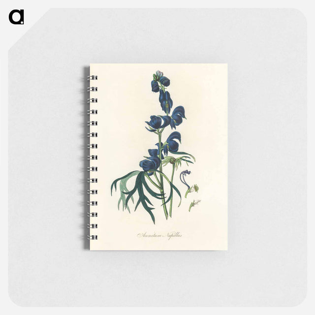 アートメモ帳-Monk's-Hood Illustration
 - 薬用植物学 Memo.
