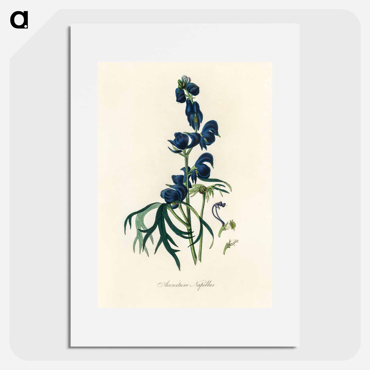 アートポスター-Monk's-Hood Illustration
 - 薬用植物学 Poster.