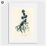 アートポスター-Monk's-Hood Illustration
 - 薬用植物学 Poster.