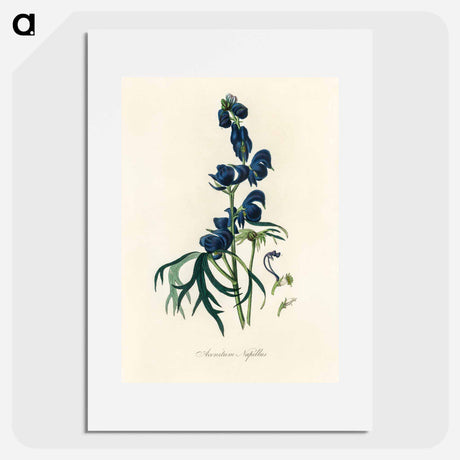 アートポスター-Monk's-Hood Illustration
 - 薬用植物学 Poster.