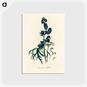 アートポストカード-Monk's-Hood Illustration
 - 薬用植物学 Postcard.