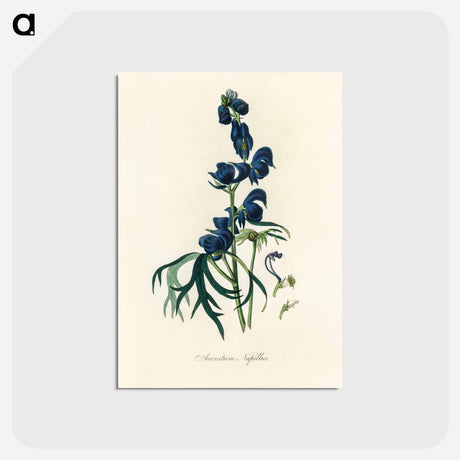 アートポストカード-Monk's-Hood Illustration
 - 薬用植物学 Postcard.