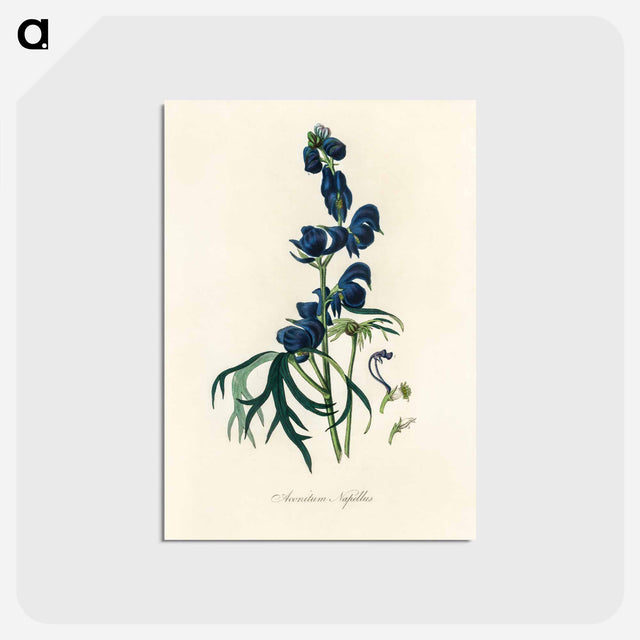 アートポストカード-Monk's-Hood Illustration
 - 薬用植物学 Postcard.
