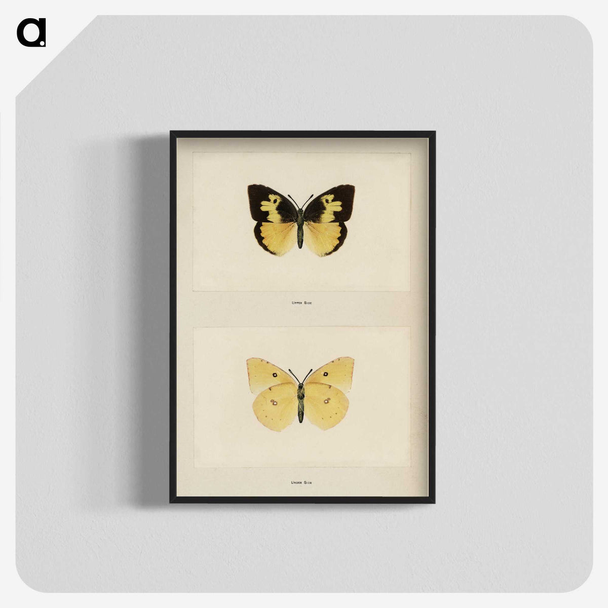 1-28_Moths-and-Butterflies-of-the-United-States_blk-crop