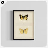 1-28_Moths-and-Butterflies-of-the-United-States_blk-crop