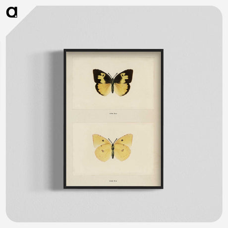 1-28_Moths-and-Butterflies-of-the-United-States_blk-crop
