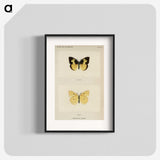 1-28_Moths-and-Butterflies-of-the-United-States_blk