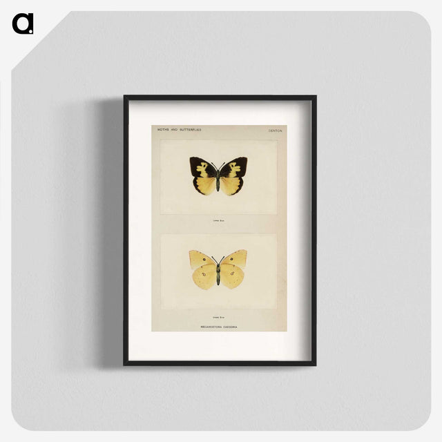 1-28_Moths-and-Butterflies-of-the-United-States_blk