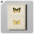 1-28_Moths-and-Butterflies-of-the-United-States_canvas