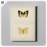 1-28_Moths-and-Butterflies-of-the-United-States_canvas