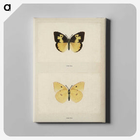 1-28_Moths-and-Butterflies-of-the-United-States_canvas
