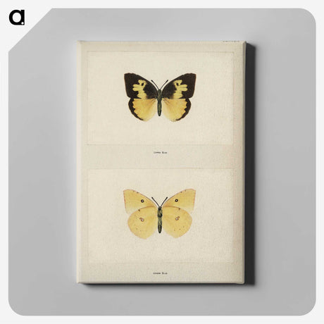 1-28_Moths-and-Butterflies-of-the-United-States_canvas