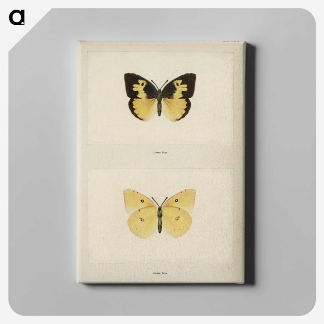 1-28_Moths-and-Butterflies-of-the-United-States_canvas