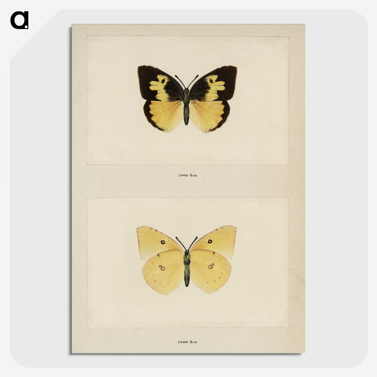 1-28_Moths-and-Butterflies-of-the-United-States_picture-crop