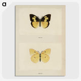 1-28_Moths-and-Butterflies-of-the-United-States_picture-crop