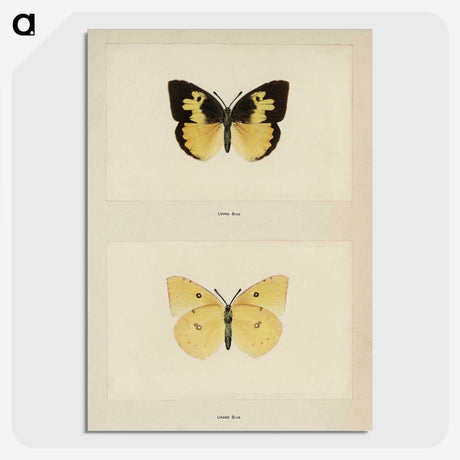 1-28_Moths-and-Butterflies-of-the-United-States_picture-crop