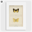 1-28_Moths-and-Butterflies-of-the-United-States_picture