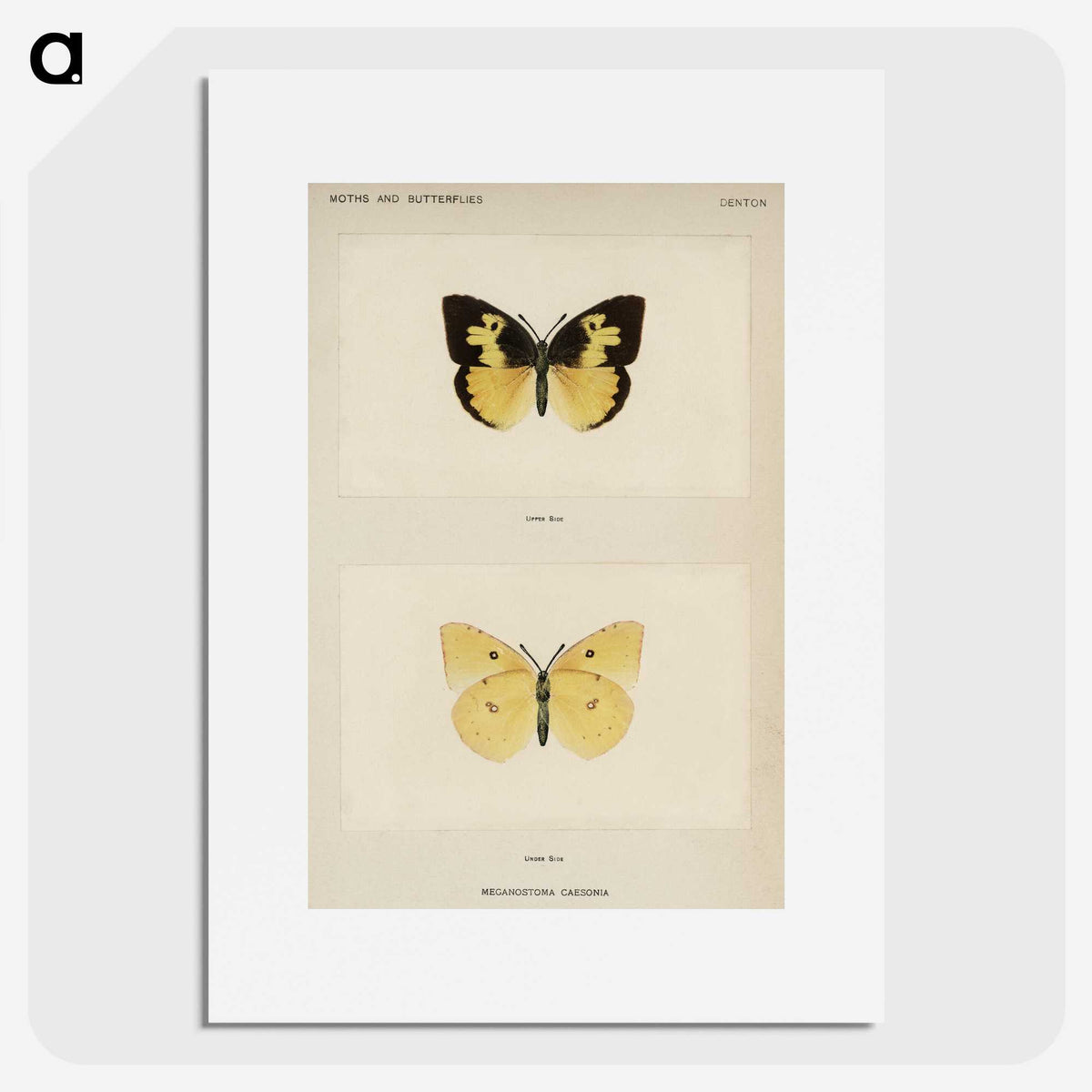 1-28_Moths-and-Butterflies-of-the-United-States_picture