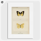 1-28_Moths-and-Butterflies-of-the-United-States_picture