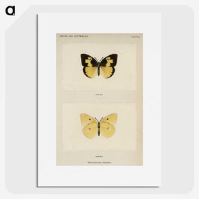1-28_Moths-and-Butterflies-of-the-United-States_picture