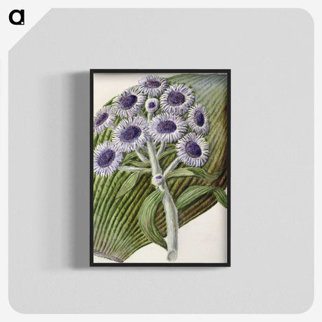 1-28_Native-Flowering-Plants-of-New-Zealand_blk-crop