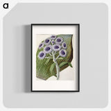 1-28_Native-Flowering-Plants-of-New-Zealand_blk