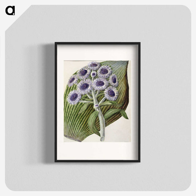 1-28_Native-Flowering-Plants-of-New-Zealand_blk