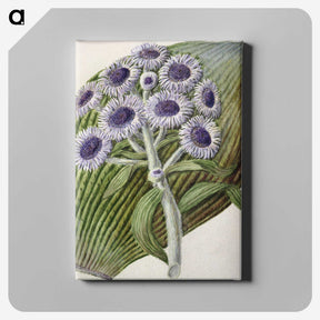1-28_Native-Flowering-Plants-of-New-Zealand_canvas
