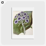 1-28_Native-Flowering-Plants-of-New-Zealand_hagaki