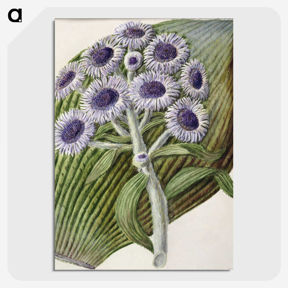 1-28_Native-Flowering-Plants-of-New-Zealand_picture-crop