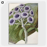 1-28_Native-Flowering-Plants-of-New-Zealand_picture-crop
