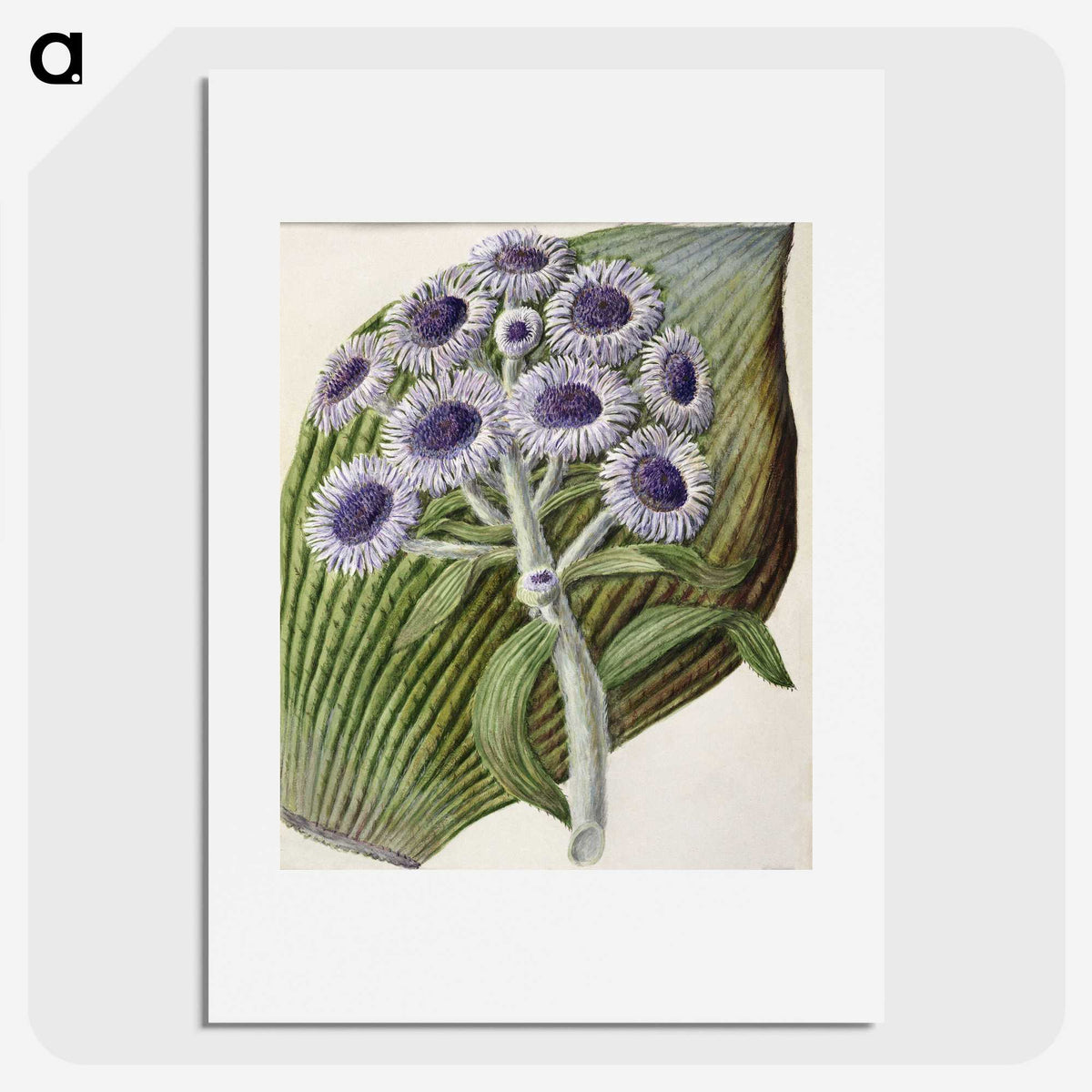 1-28_Native-Flowering-Plants-of-New-Zealand_picture