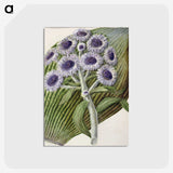 1-28_Native-Flowering-Plants-of-New-Zealand_postcard