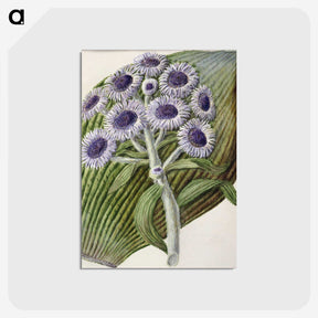 1-28_Native-Flowering-Plants-of-New-Zealand_postcard