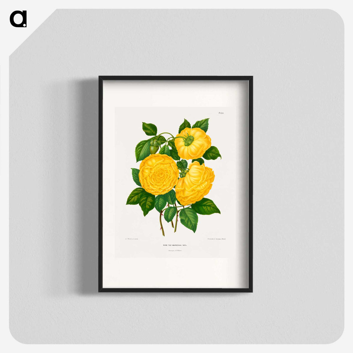 1-28_Nederlandsche-Flora-en-Pomona_blk