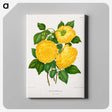 1-28_Nederlandsche-Flora-en-Pomona_canvas