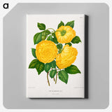 1-28_Nederlandsche-Flora-en-Pomona_canvas