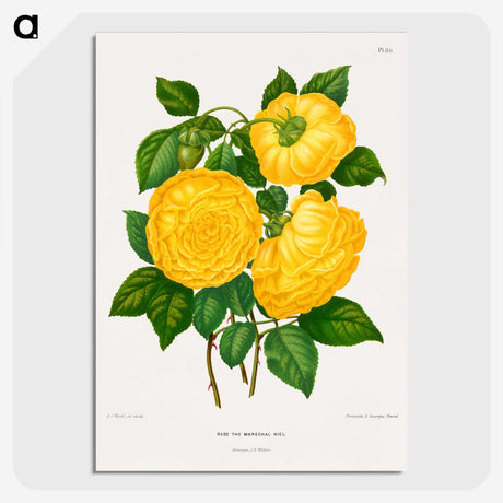 1-28_Nederlandsche-Flora-en-Pomona_picture-crop