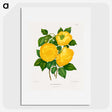 1-28_Nederlandsche-Flora-en-Pomona_picture