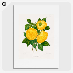 1-28_Nederlandsche-Flora-en-Pomona_picture