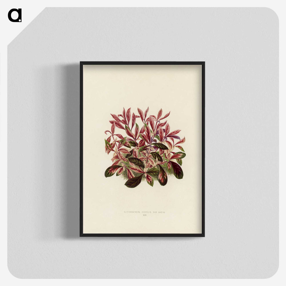 1-28_New-and-Rare-Beautiful-Leaved-Plants_blk-crop