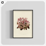 1-28_New-and-Rare-Beautiful-Leaved-Plants_blk-crop