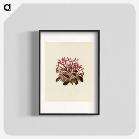 1-28_New-and-Rare-Beautiful-Leaved-Plants_blk